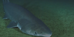 Ce requin en voie de disparition aperçu pour la première fois aux Émirats arabes unis