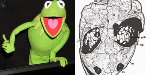 Révélation étonnante : une espèce d’amphibien nommée d’après Kermit la grenouille dévoile ses secrets préhistoriques !