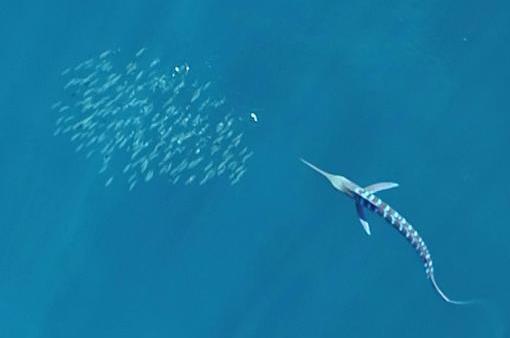 Le secret de la chasse du marlin rayé : une transformation éblouissante à haute vitesse