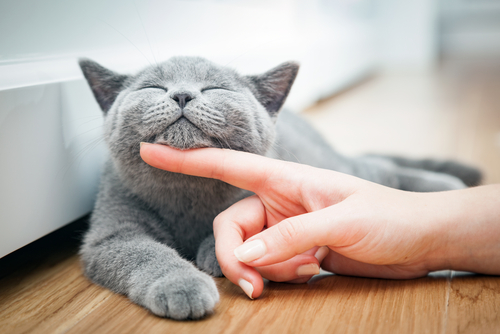 Le secret du ronronnement des chats enfin dévoilé par des scientifiques