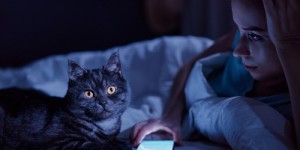 Le secret de la vision nocturne du chat, entre mythes et réalité