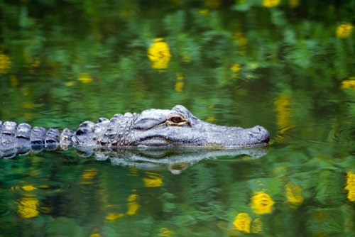 Alligator VS crocodile : savez-vous comment les différencier ?