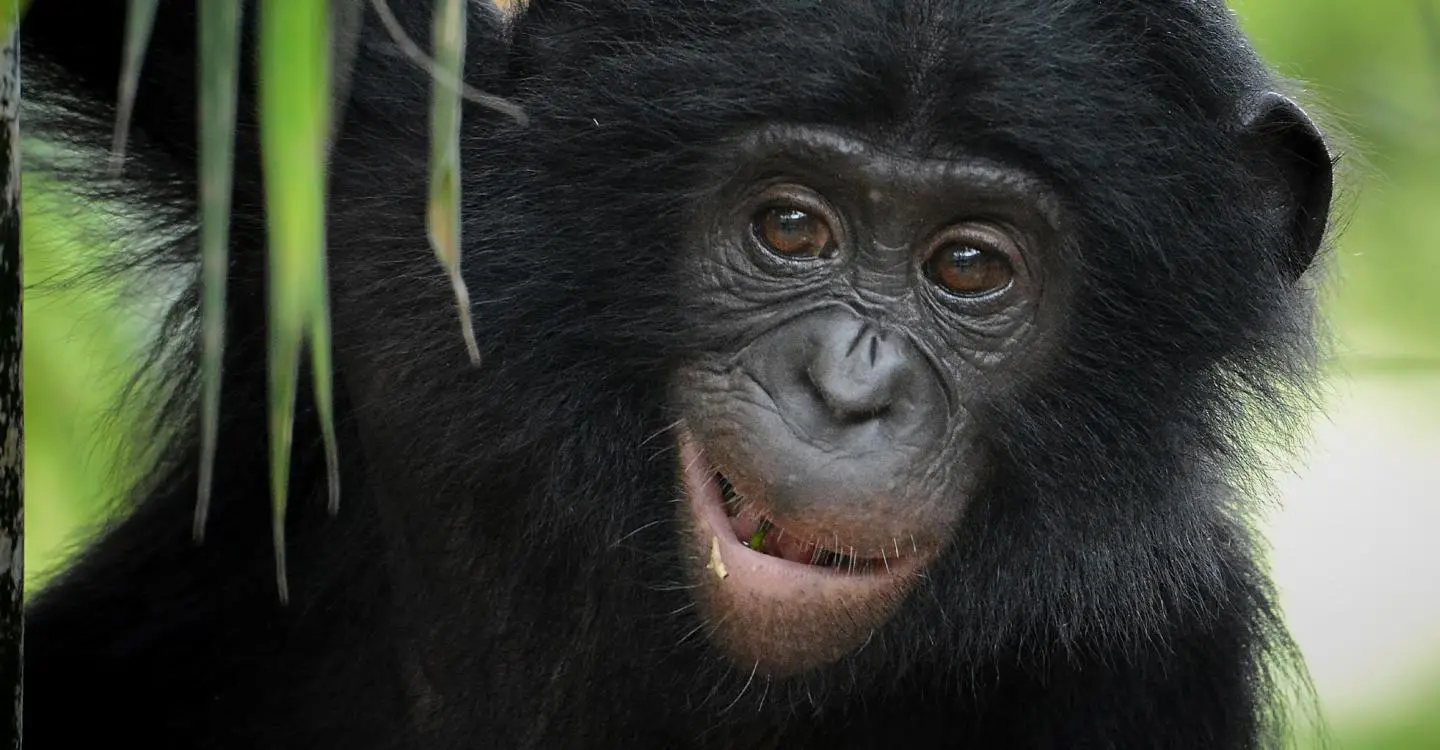 Bonobos : le mythe du primate pacifique s’effondre ? Ils seraient plus agressifs que les chimpanzés, selon une étude