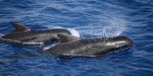 Une centaine de dauphins-pilotes sauvée grâce un dispositif colossal après s’être échouée sur une plage en Australie