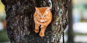 Les chats roux sont-ils vraiment différents des autres ?