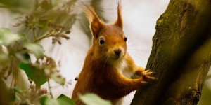 Un « écuroduc », cette innovation écologique brillante en Alsace pour sauver les écureuils