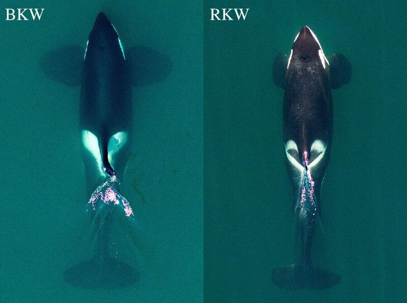 Enquête sous-marine : les scientifiques affirment qu’il faudrait diviser les orques en deux espèces distinctes, les raisons évoquées !