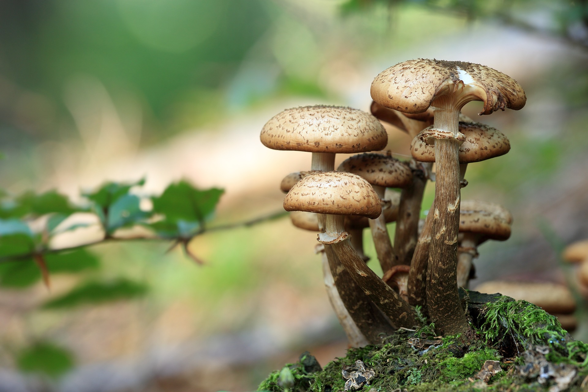 La France lance une liste officielle des champignons en danger : voici pourquoi c’est important