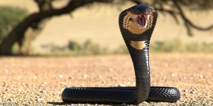 Voici le géant venimeux qui règne sur le monde des serpents
