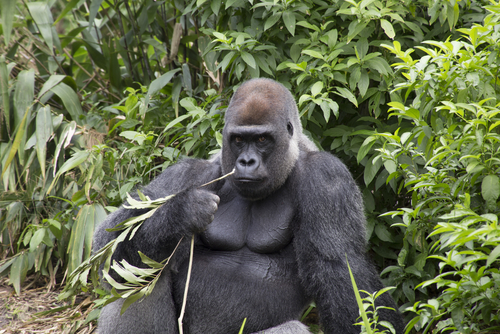 Les gorilles sont capables de se battre à mort en Afrique de l’Ouest, une nouvelle étude point les raisons