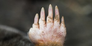 Le kakarratul, cet animal “mystérieux” et “énigmatique” repéré pour la seconde fois en six mois dans le désert Australien