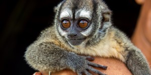 Le mystère du douroucouli, le singe nocturne unique en son genre