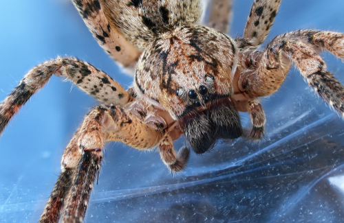Les nouveaux « colocataires » à huit pattes : pourquoi les araignées exotiques s’installent désormais en Grande-Bretagne ?