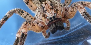 Les nouveaux « colocataires » à huit pattes : pourquoi les araignées exotiques s’installent désormais en Grande-Bretagne ?