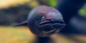 Nouvelle tragédie environnementale : des milliers d’anguilles mortes en Nouvelle-Zélande dans des circonstances troublantes