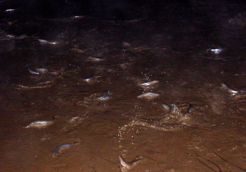 Pleine lune et orgies marines : le rituel insolite des ces poissons en Californie en péril