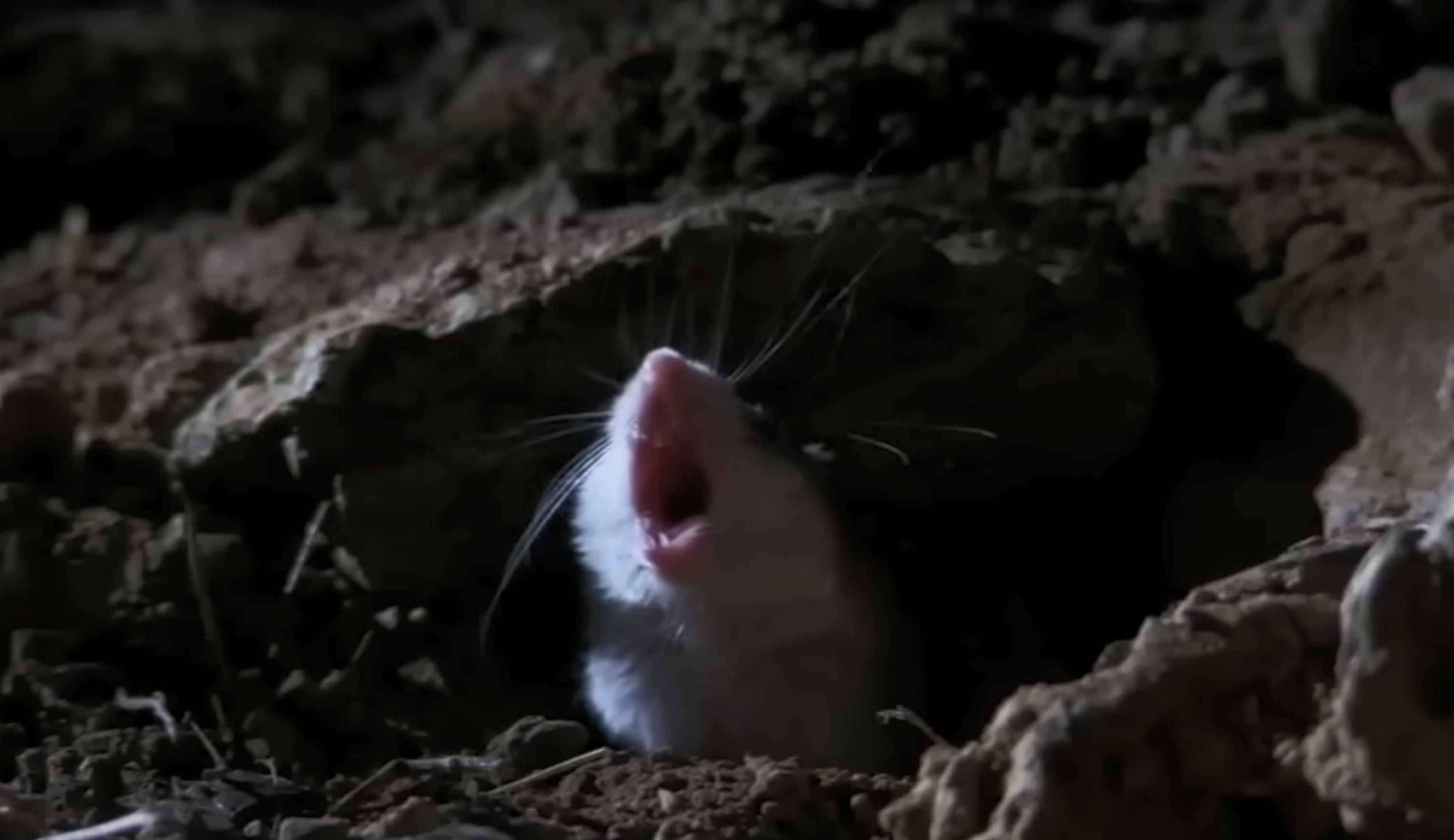 Le prédateur nocturne qui hurle à la lune : découvrez l’étonnante souris sauterelle