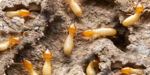 Mais qu’est-ce que la “spirale de la mort” dans laquelle ces termites sont piégées ? (vidéo)