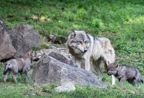 Savez-vous quel est le nombre de loups présents sur le territoire français ?