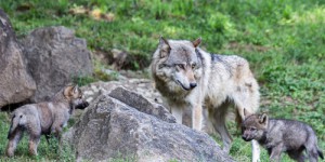 Savez-vous quel est le nombre de loups présents sur le territoire français ?