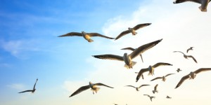 Les secrets surprenants du repos des oiseaux en pleine traversée océanique