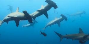 Spectacle sous-marin : des requins-marteaux pris dans un ballet fascinant autour d’un volcan submergé