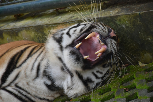 Sumatra, Sibérie, Bengale… Le colosse parmi les tigres révélé