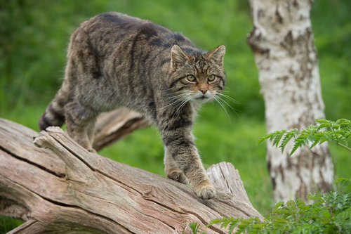 Surprise féline : ce chat sauvage a adopté un nouveau comportement de chasse (Vidéo)