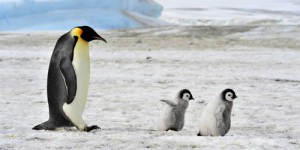 La survie des manchots empereurs compromise à la fin du siècle par la fonte de la glace en Antarctique, les constats alarmant d’une étude