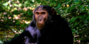 Un tiers des grands singes d’Afrique en péril à cause de l’extraction de métaux pour batteries, selon une étude