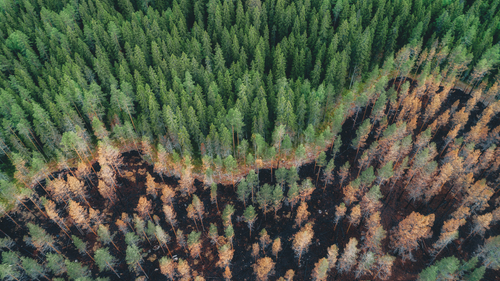Menace sur les forêts européennes : un tiers des espèces d’arbres en danger de disparition d’ici 2100 d’après le scénario le moins grave