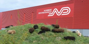 Des moutons pour entretenir les pelouses de Renault, Michelin ou Carrefour