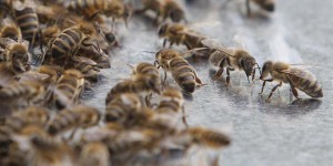 L'inquiétant phénomène : pourquoi les abeilles disparaissent