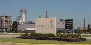 OGM : 'L'UE donne une image dramatique de son appréciation de la science' (Monsanto)