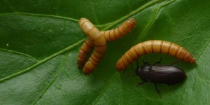 Ynsect parie sur l’élevage d’insectes pour nourrir les animaux d’élevages