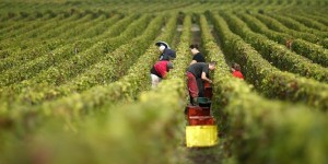 La Champagne n'a pas attendu la COP21 pour mobiliser ses vignerons