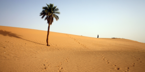 Le Sahel érige une 'grande muraille verte' pour contrer le terrorisme