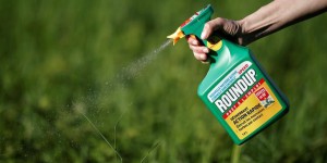 Monsanto condamné, et maintenant ?