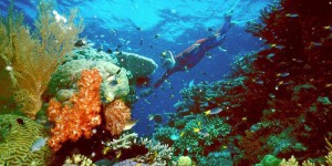 Pour sauver les récifs de corail, faut-il interdire les crèmes solaires ?