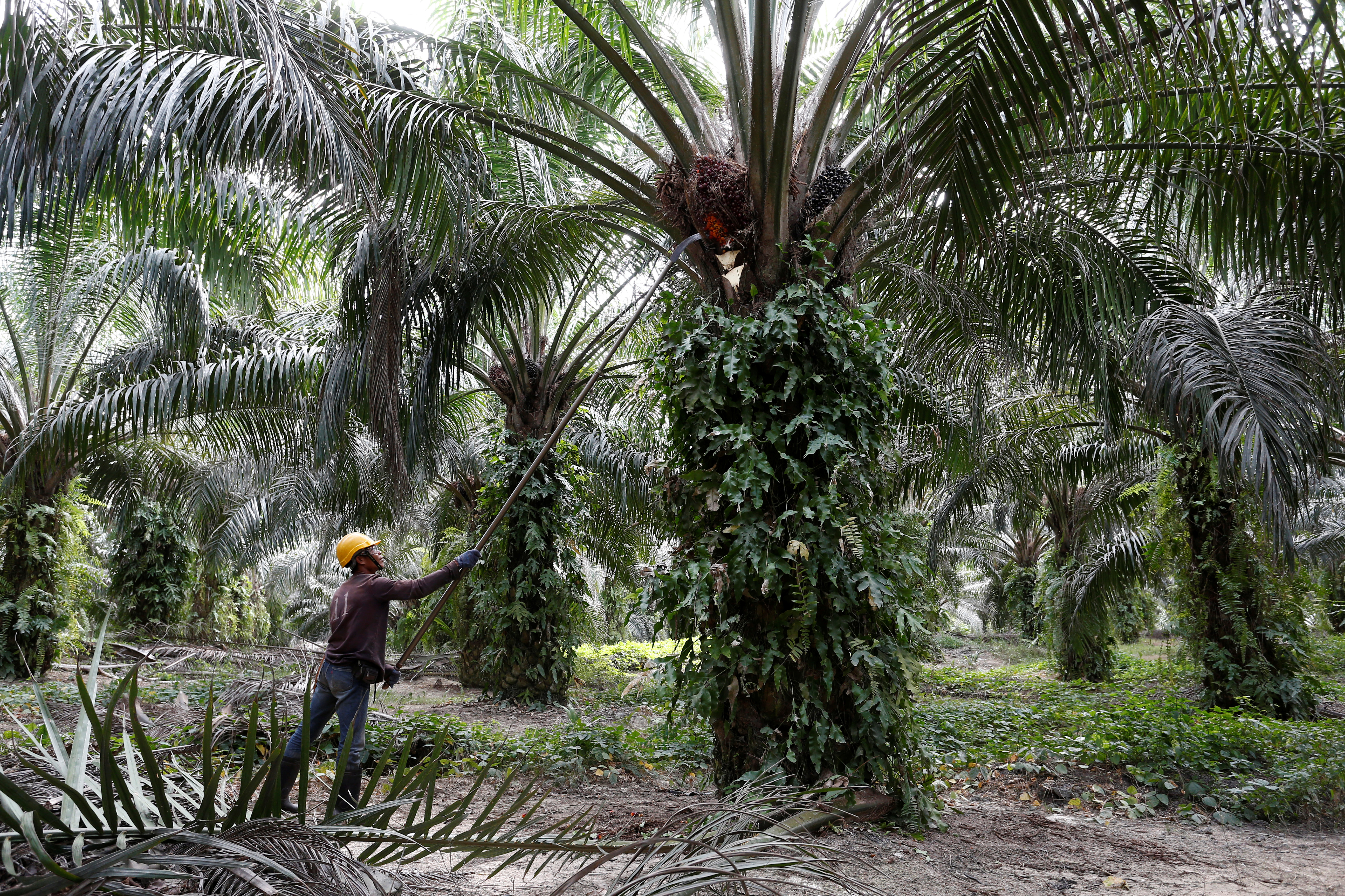 Les députés font marche arrière et excluent l'huile de palme de la liste des biocarburants