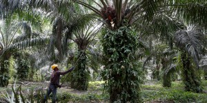 Pour les députés, l'huile de palme peut rester un biocarburant jusqu'en 2026