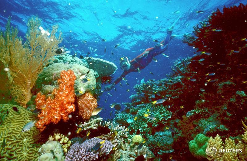 Palau interdit les crèmes solaires toxiques pour protéger ses coraux