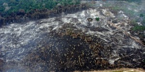 Biodiversité: malgré les promesses, la déforestation avance
