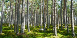 Faut-il planter des arbres pour compenser les émissions de carbone?