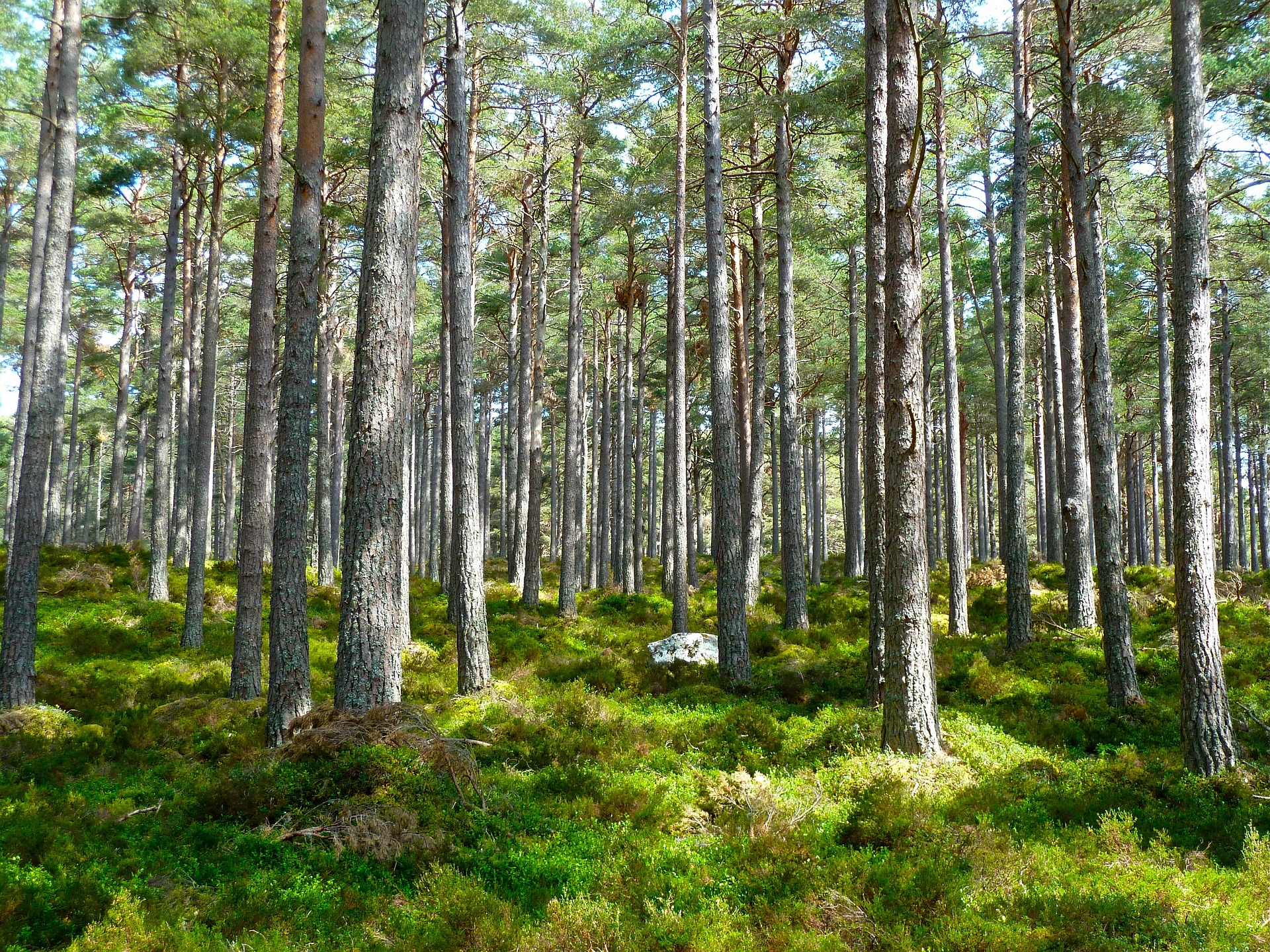 L'UE, 2ème responsable de la déforestation dans le monde