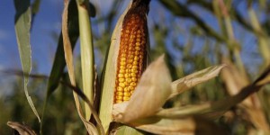 Modifier le génome des plantes sans être un OGM : Bruxelles ouvre la voie
