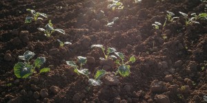 Gaïago veut améliorer la rémunération des agriculteurs grâce au carbone stocké dans les sols