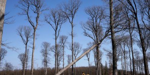 Bruxelles veut davantage protéger des forêts : inquiète pour ses revenus, la filière fulmine