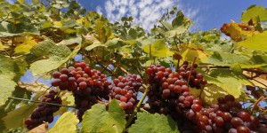 Changement climatique : le plan de survie révolutionnaire des vins français