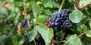 Changement climatique et suppression des pesticides : la science invente la vigne du futur